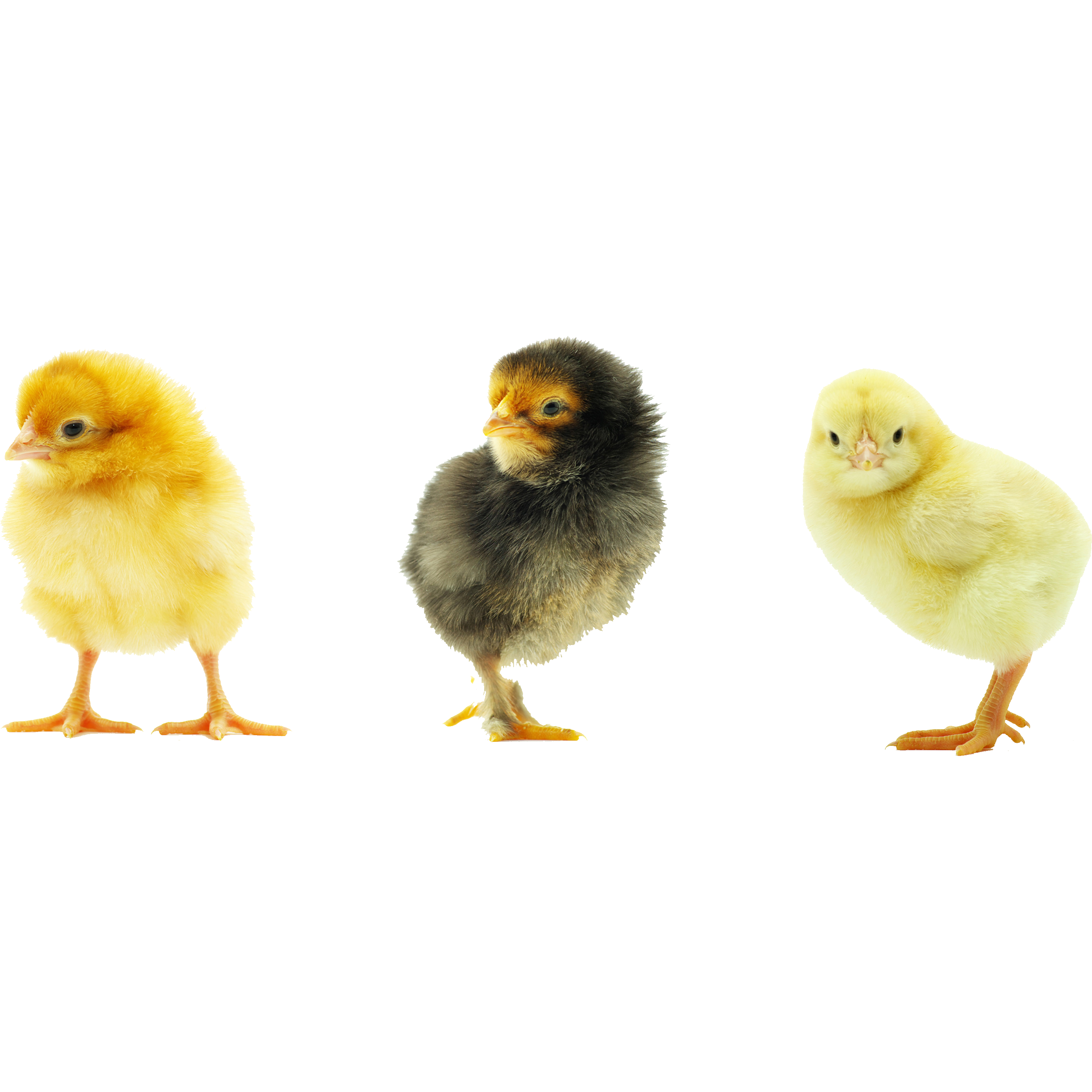 Baby Chick Transparent Gallery