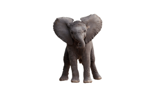 Baby Elephent PNG