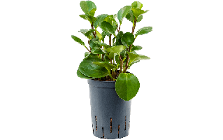 Baby Rubber Plant PNG