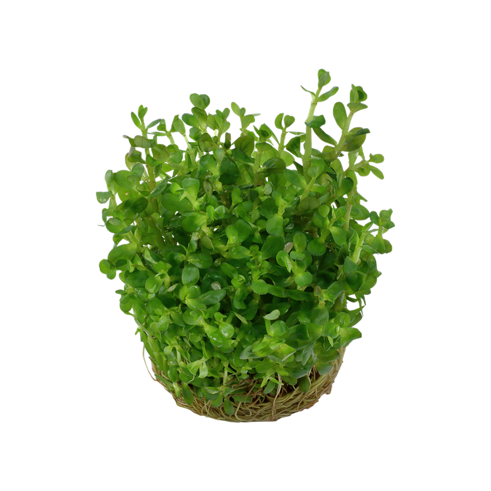 Baby Tears Plant Transparent Picture