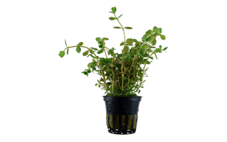 Baby Tears Plant PNG