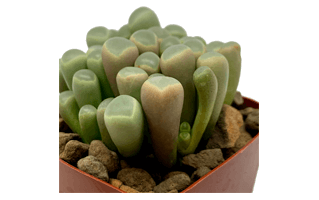 Baby Toes Plant PNG