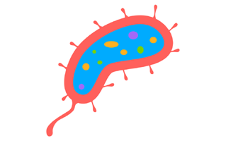 Bacterias Sticker PNG