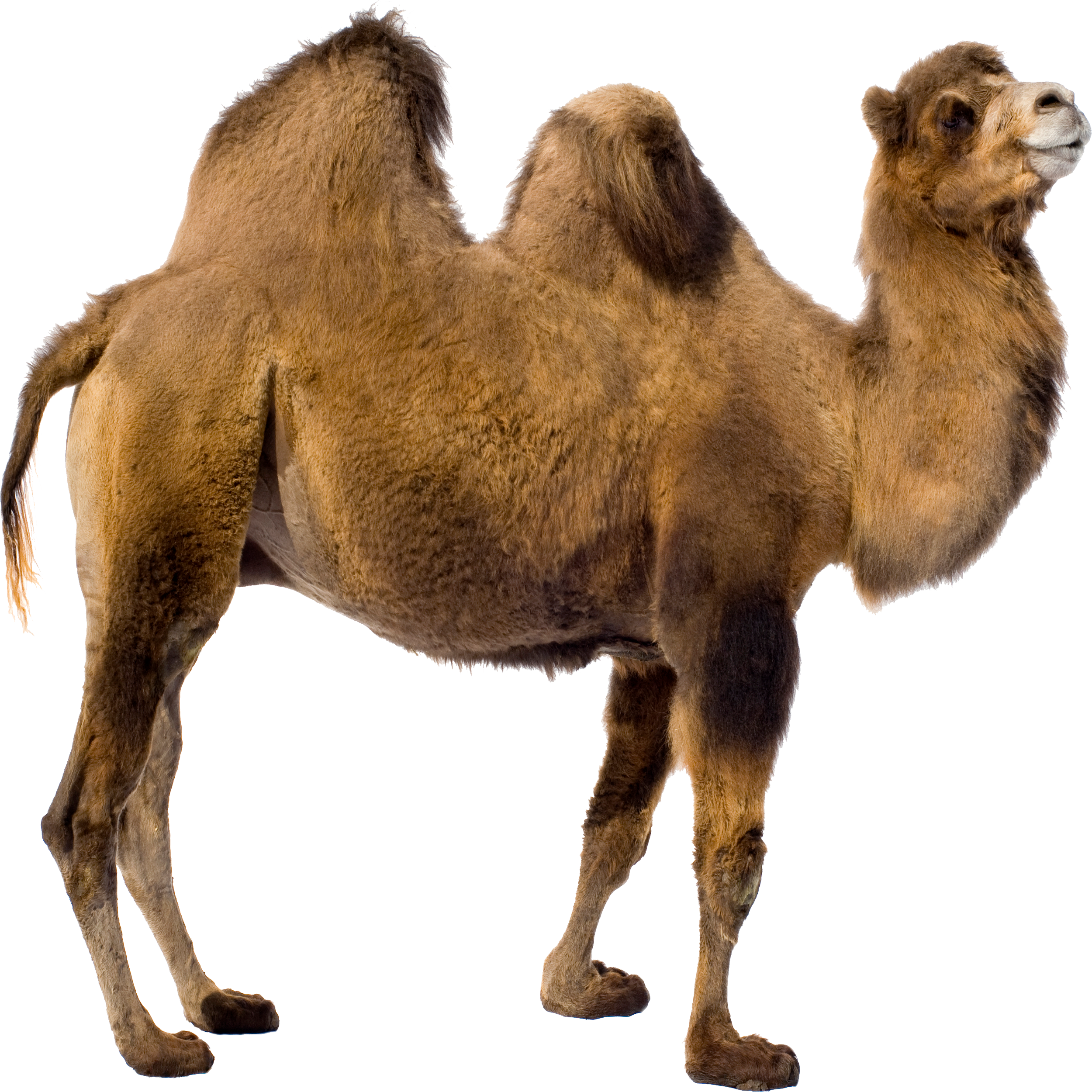 Bactrian Camel Kai Transparent Clipart