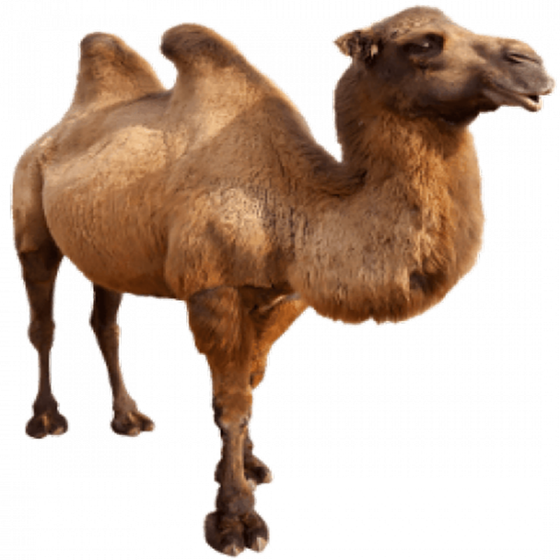 Bactrian Camel Kai Transparent Gallery