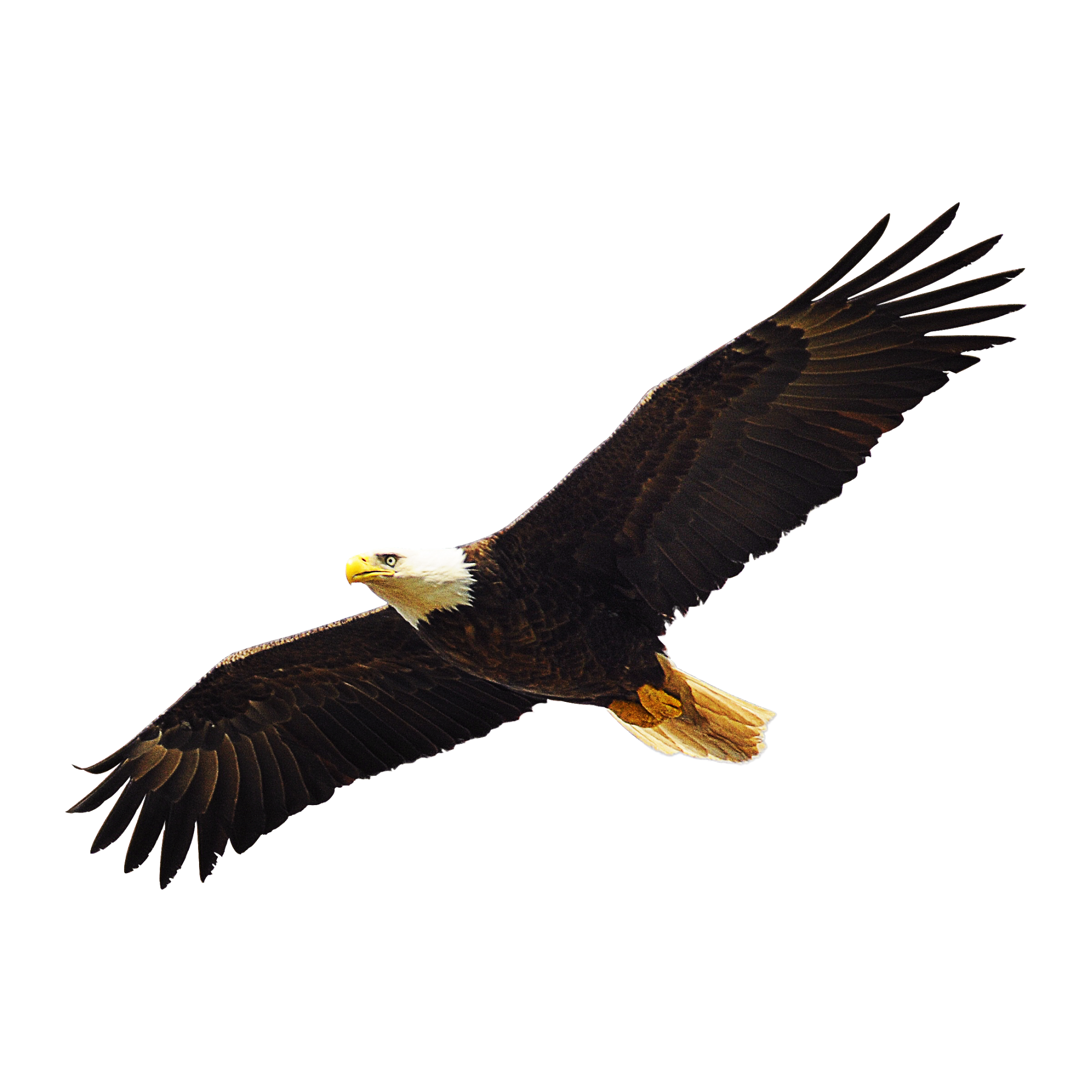 Bald Eagle Transparent Photo