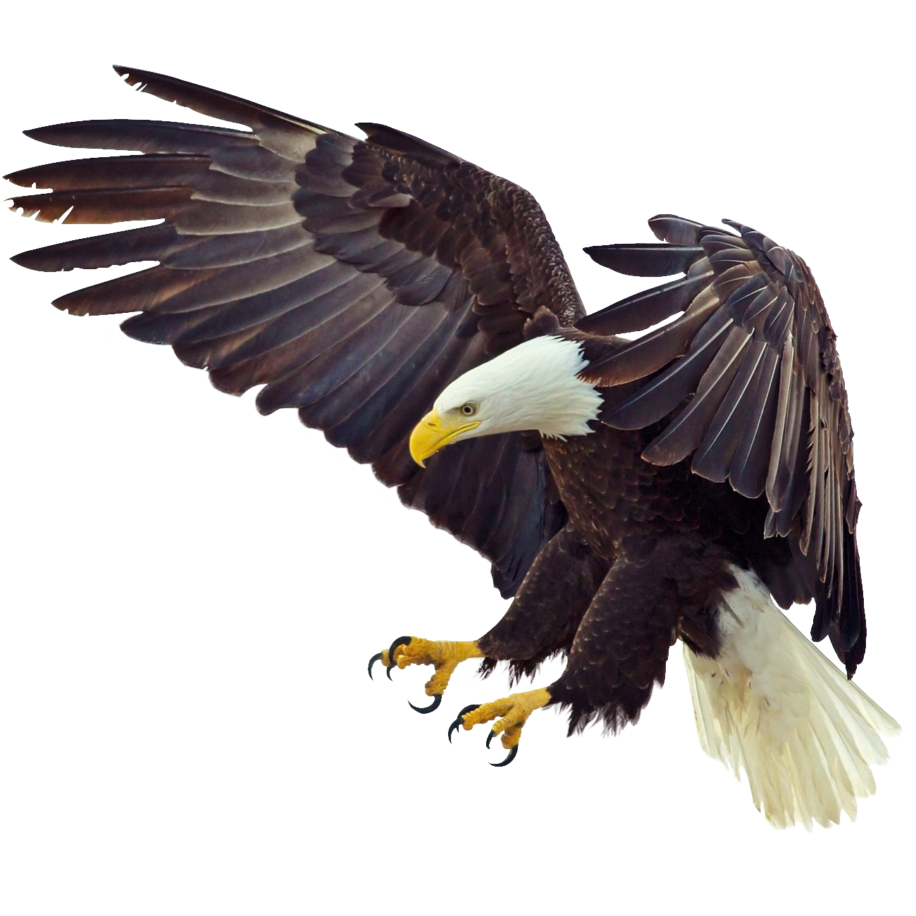 Bald Eagle Transparent Picture