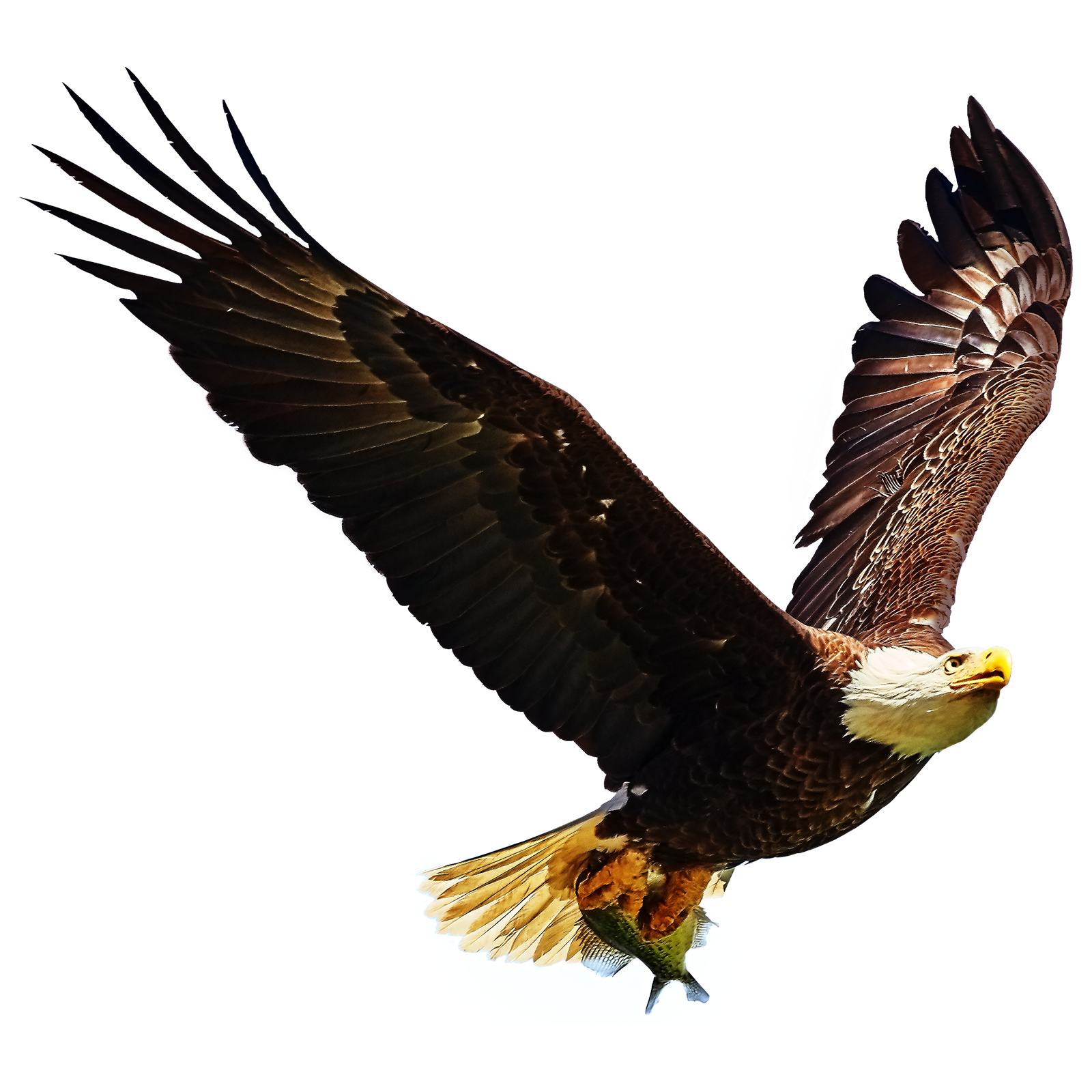 Bald Eagle Transparent Clipart