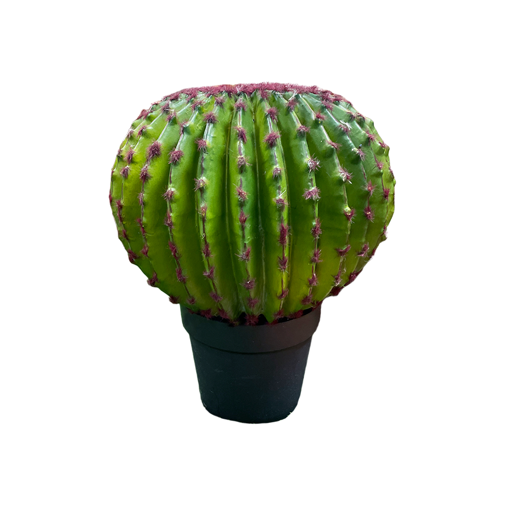 Ball Cactus Plant  Transparent Image