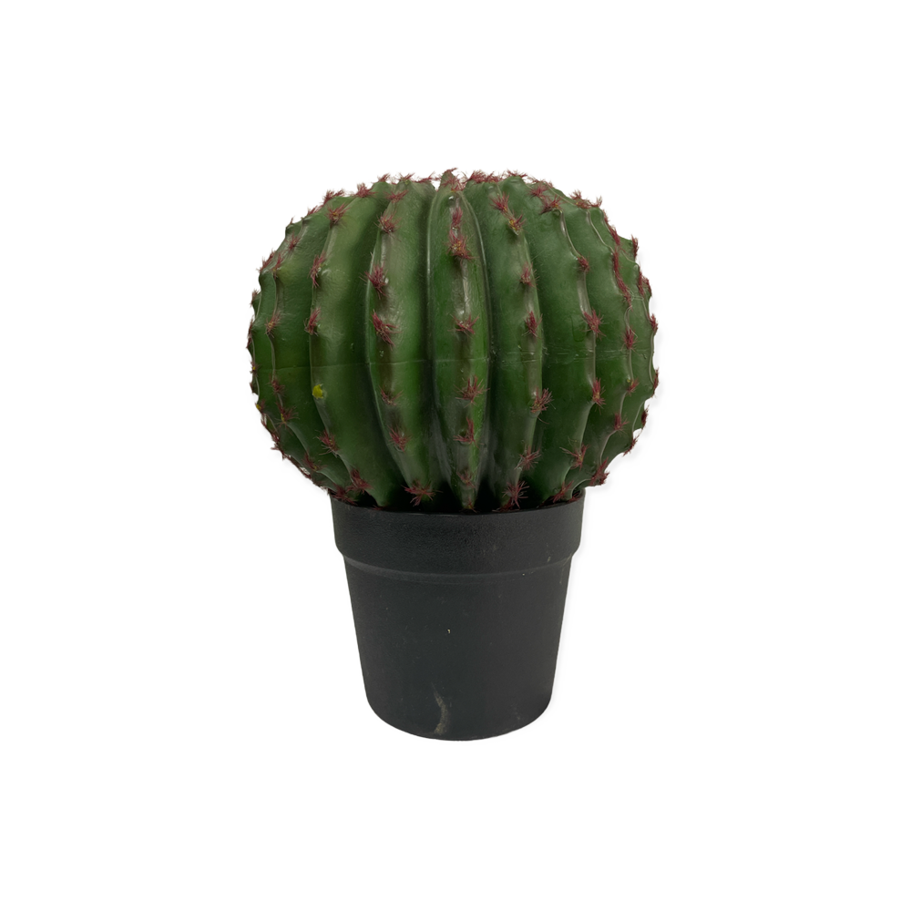 Ball Cactus Plant  Transparent Photo