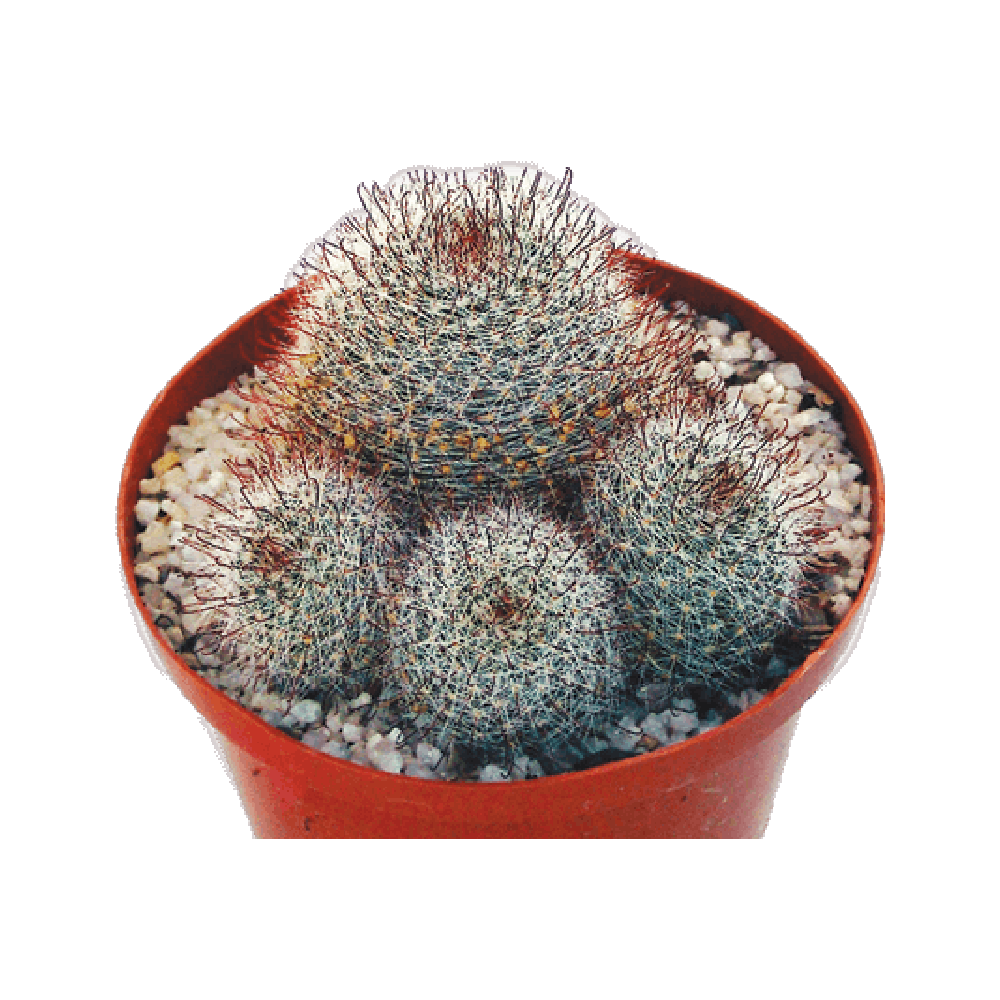 Ball Cactus Plant Transparent Picture