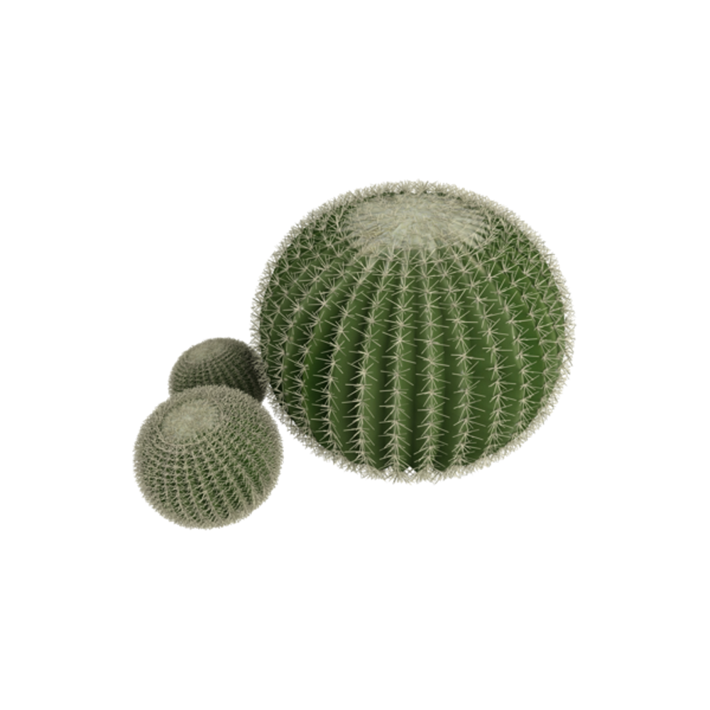 Ball Cactus Plant  Transparent Clipart