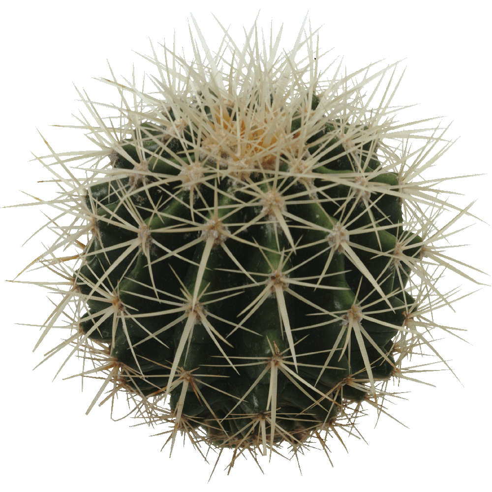 Ball Cactus Plant  Transparent Gallery