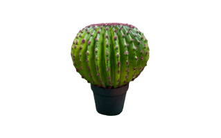 Ball Cactus Plant PNG