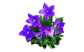 Balloon Flower PNG