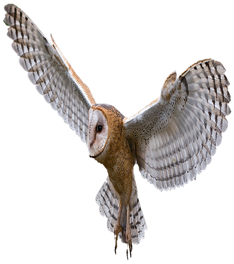 Barn Owl Transparent Image