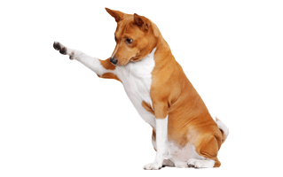 Basenji PNG