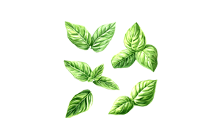 Basil Free Sticker PNG
