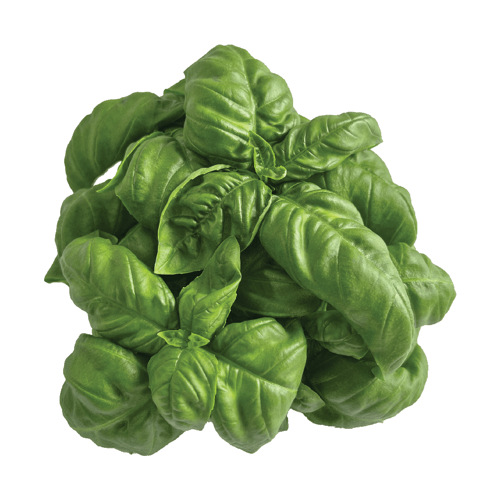 Basil Leaves Transparent Picture