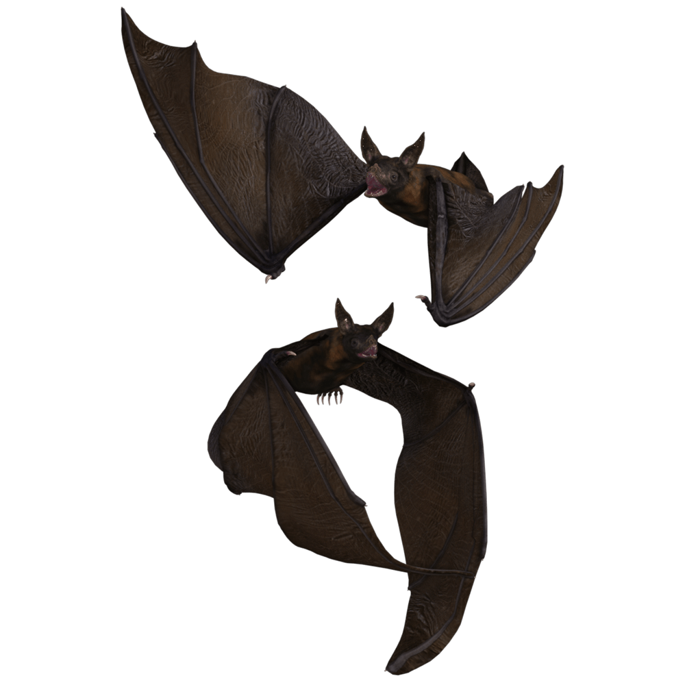 Brown Bats Transparent Picture
