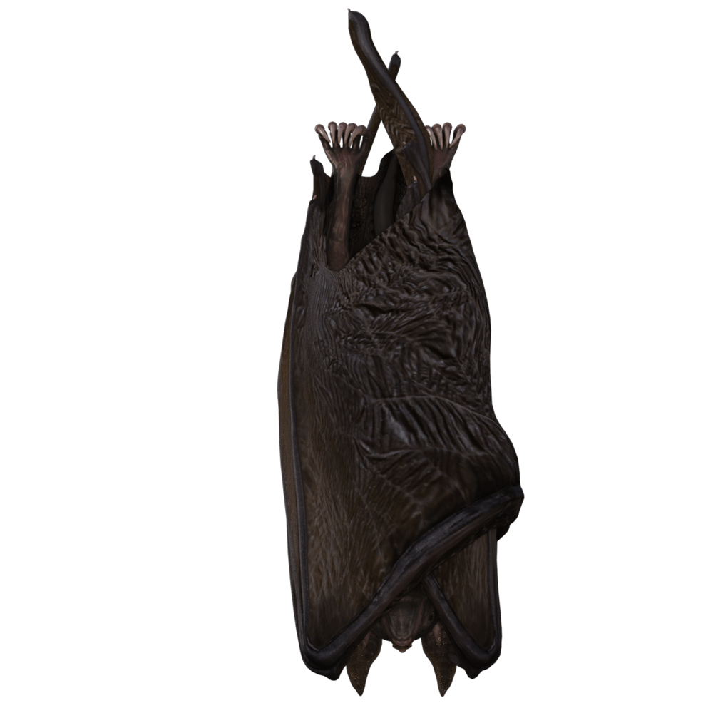 Brown Bats Transparent Gallery