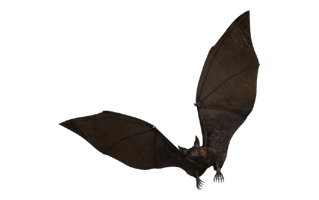 Brown Bats PNG