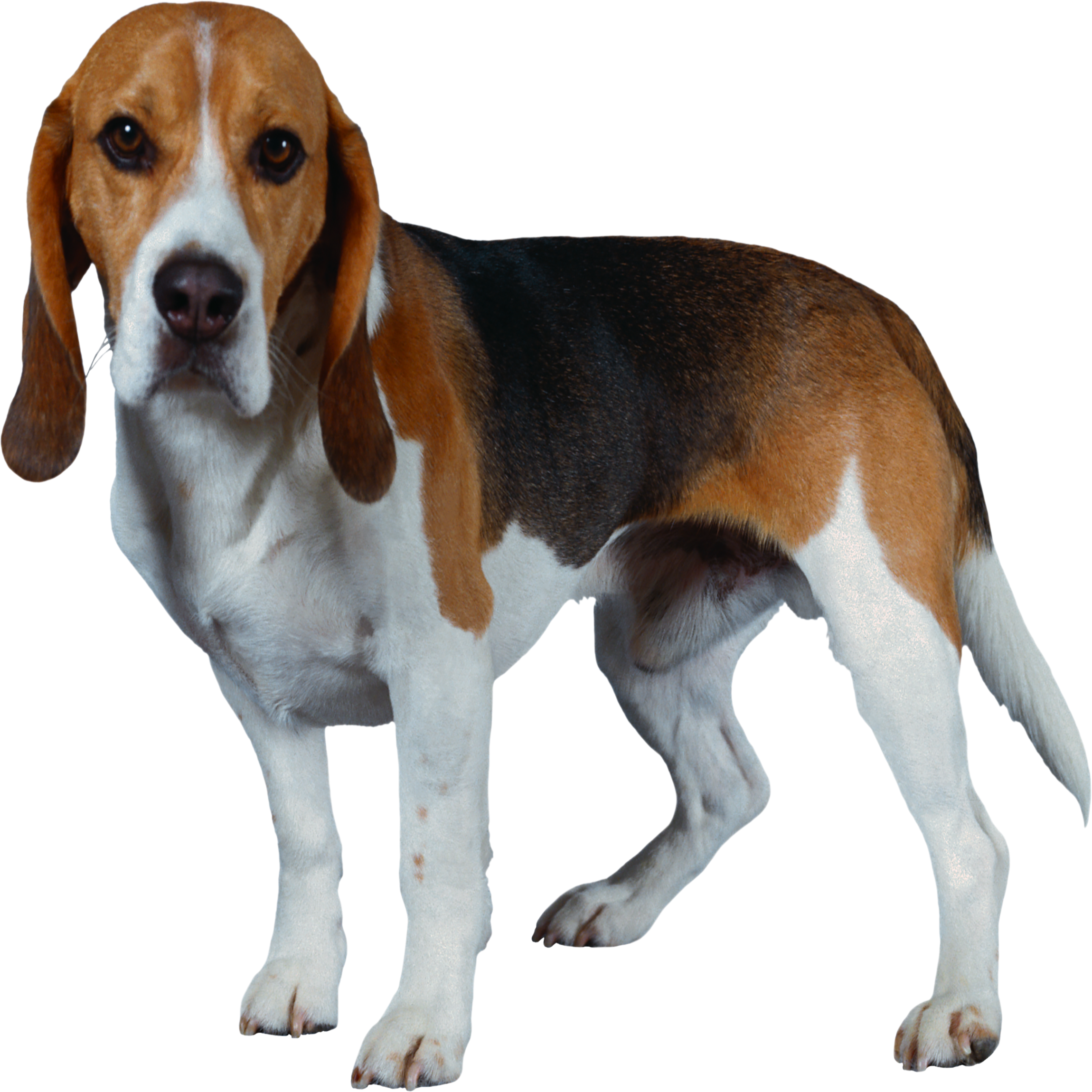 Beagle Transparent Photo