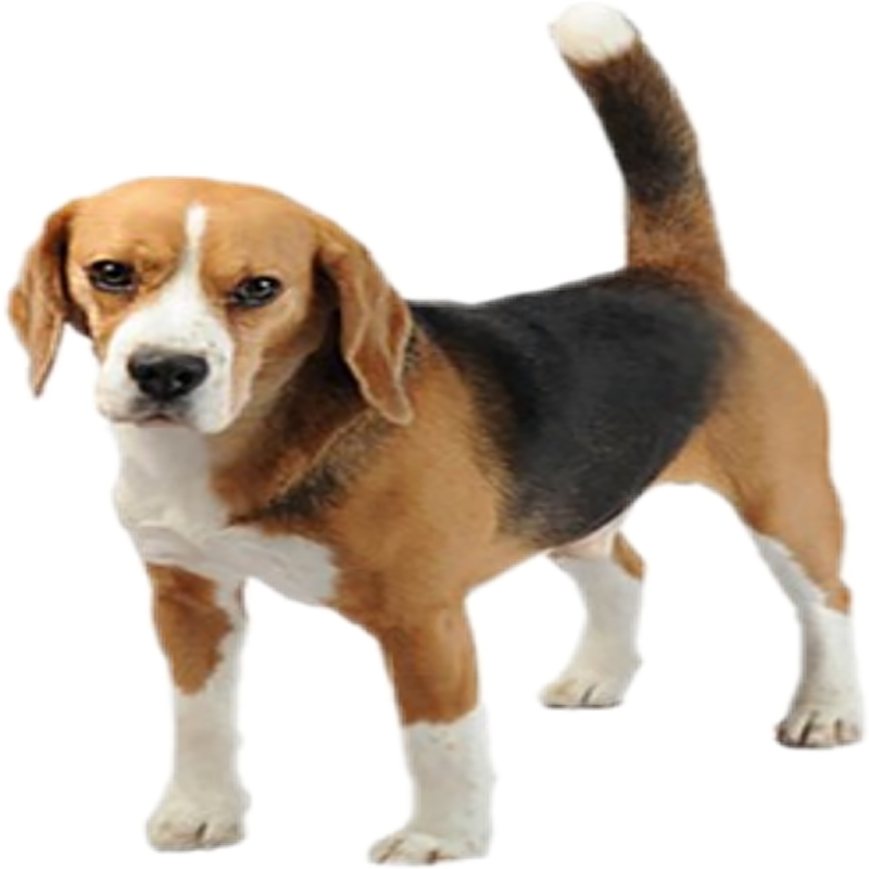 Beagle Transparent Picture