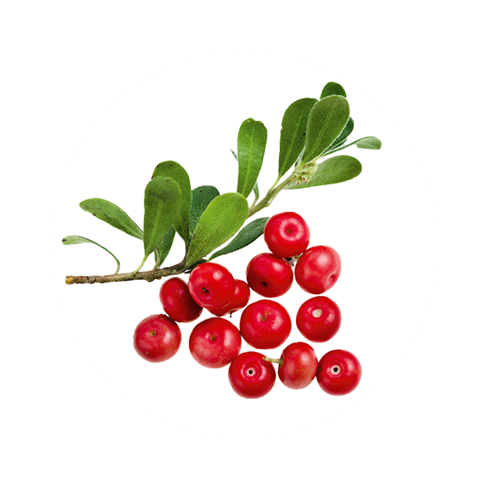 Bearberry Transparent Picture