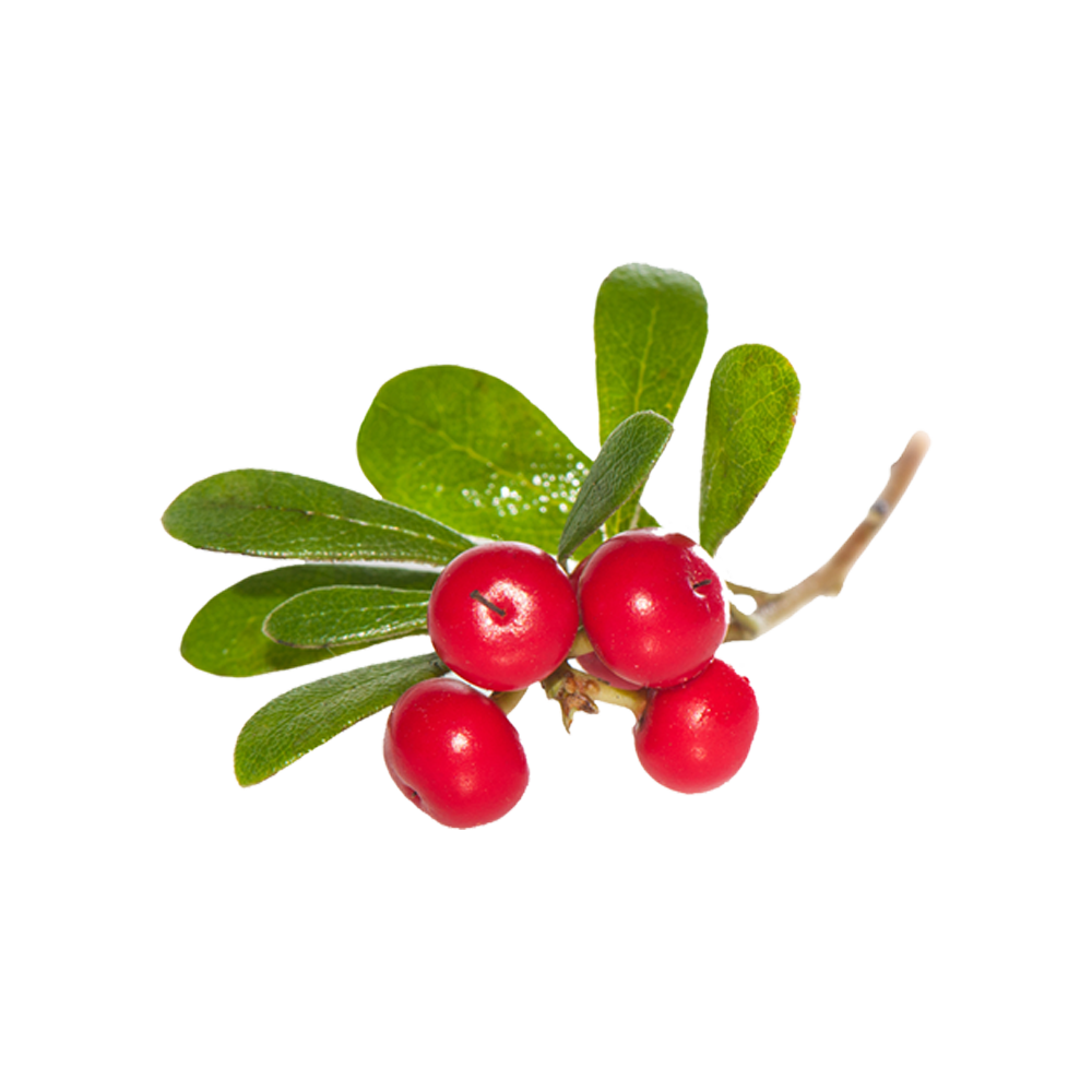 Bearberry Transparent Clipart