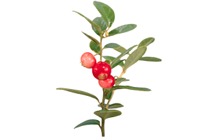 Bearberry PNG