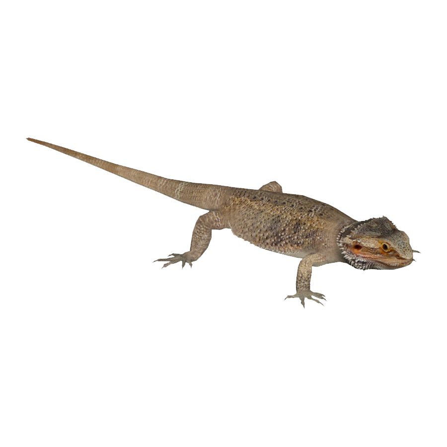 Bearded Dragon Transparent Picture