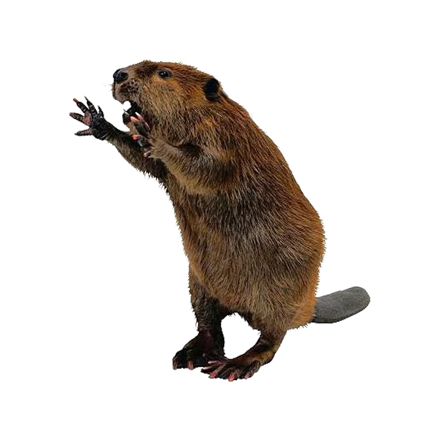 Beaver Transparent Image
