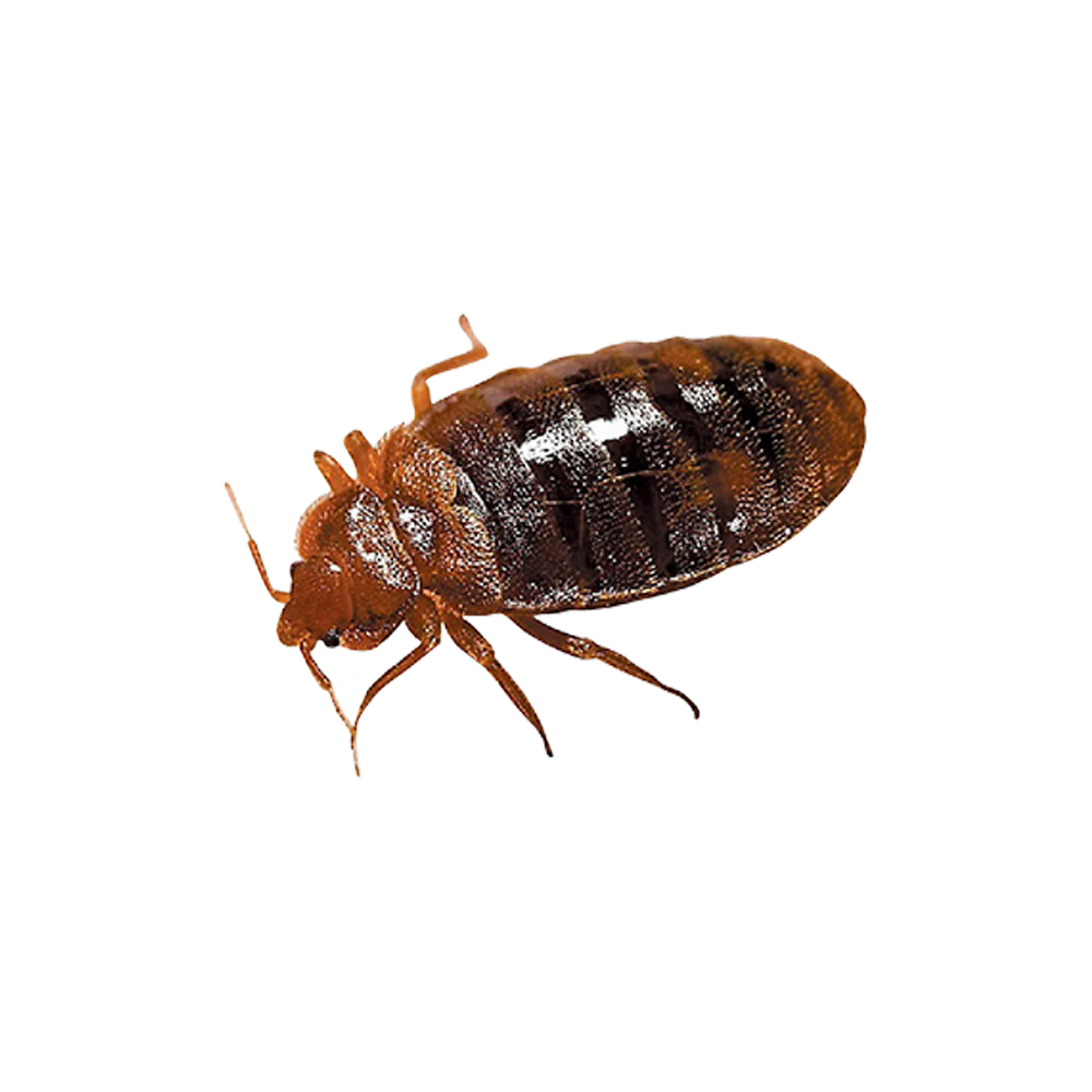 Bed Bug Transparent Picture
