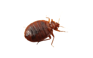 Bed Bug PNG