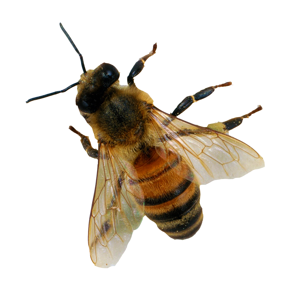 Bee Transparent Picture