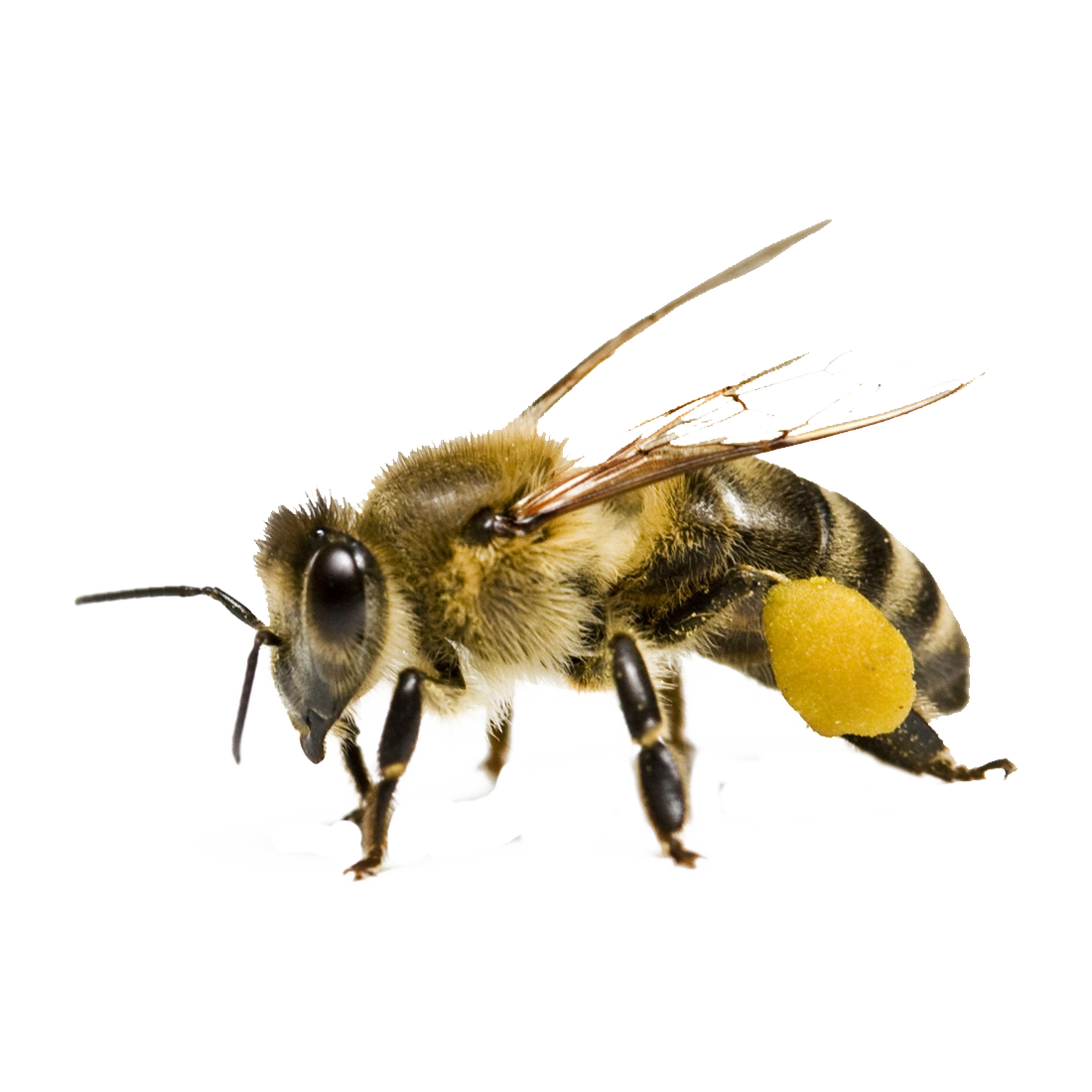 Bee Transparent Gallery