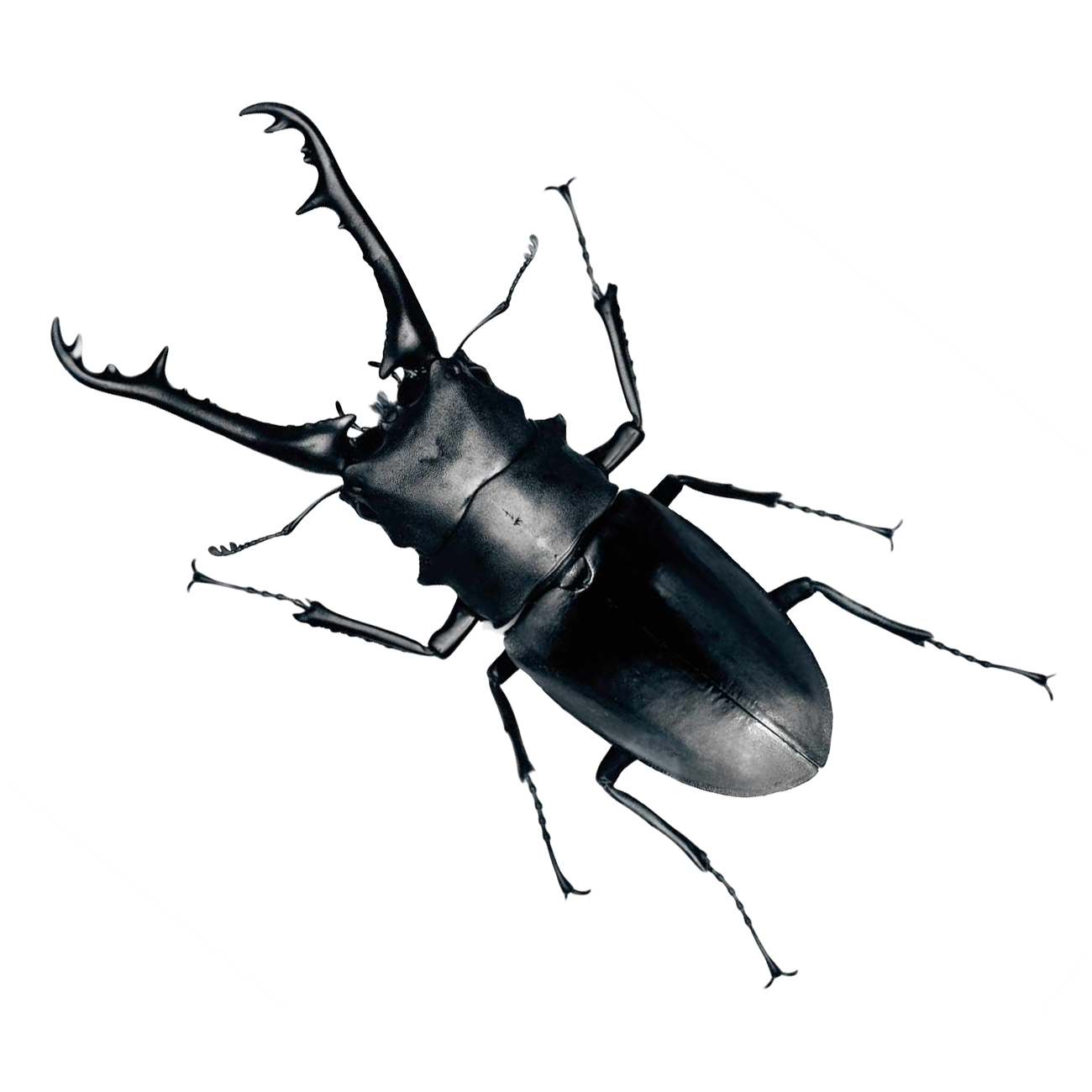 Beetle Transparent Image