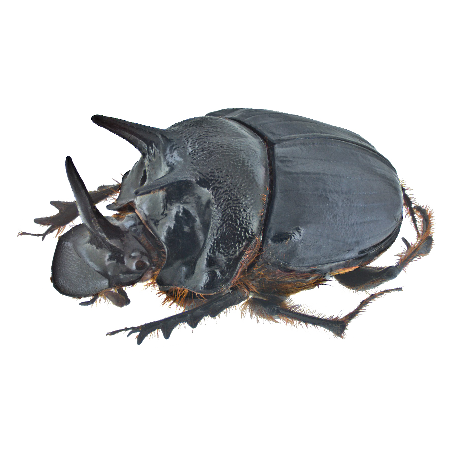 Beetle Transparent Picture