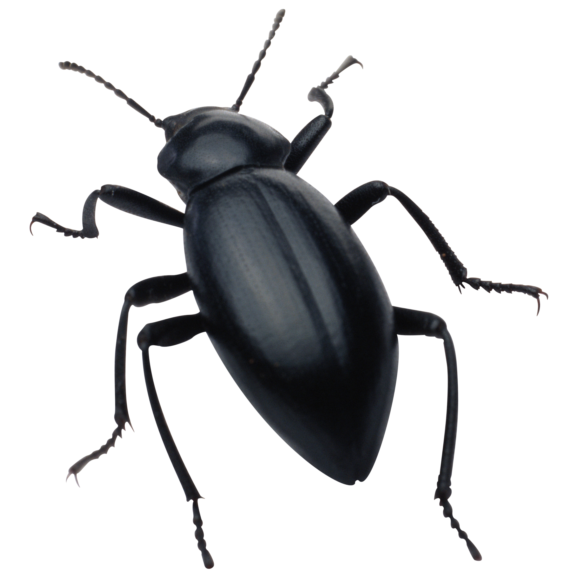 Beetle Transparent Clipart