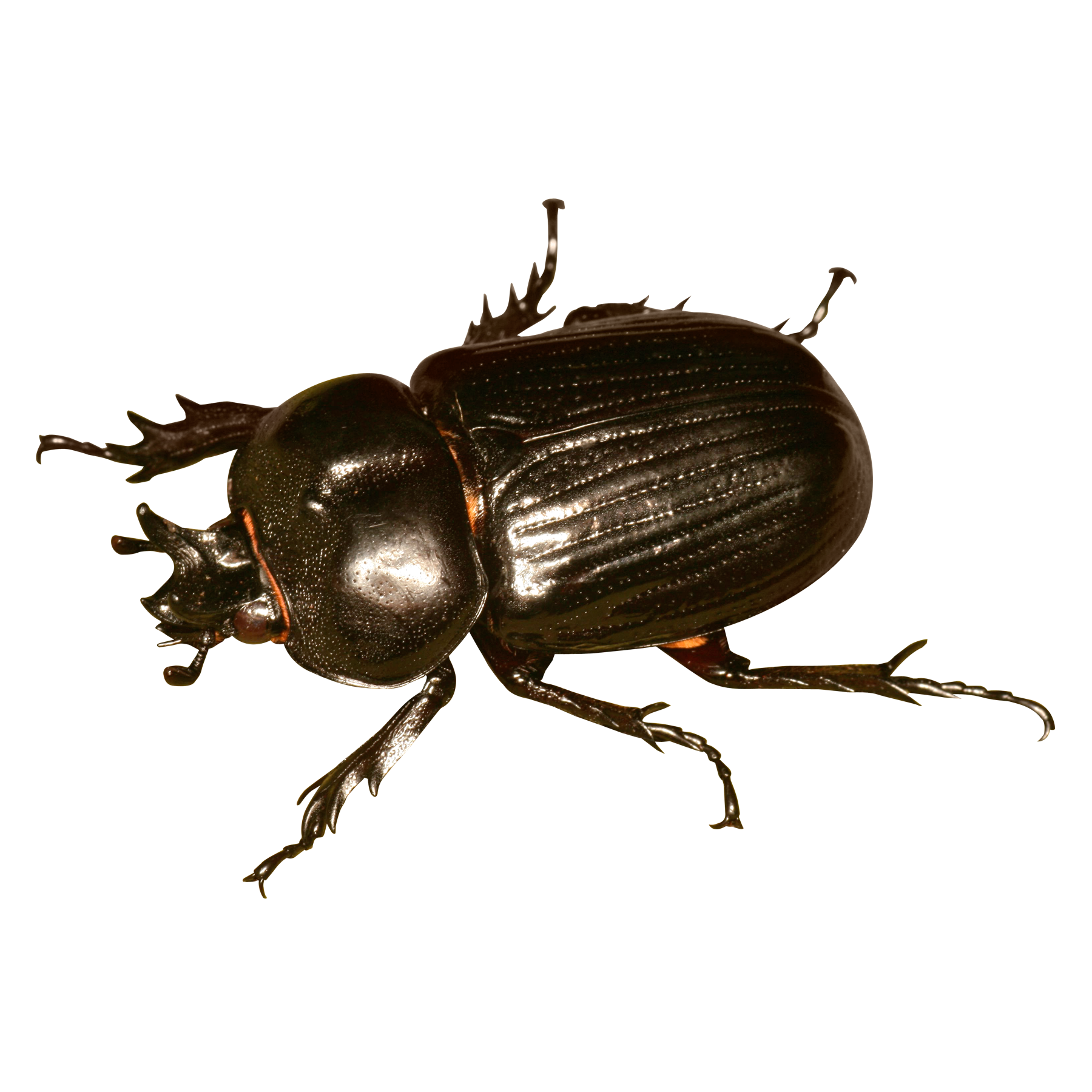 Beetle Transparent Gallery