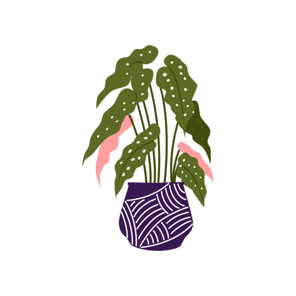 Begonia Free Sticker Transparent Image