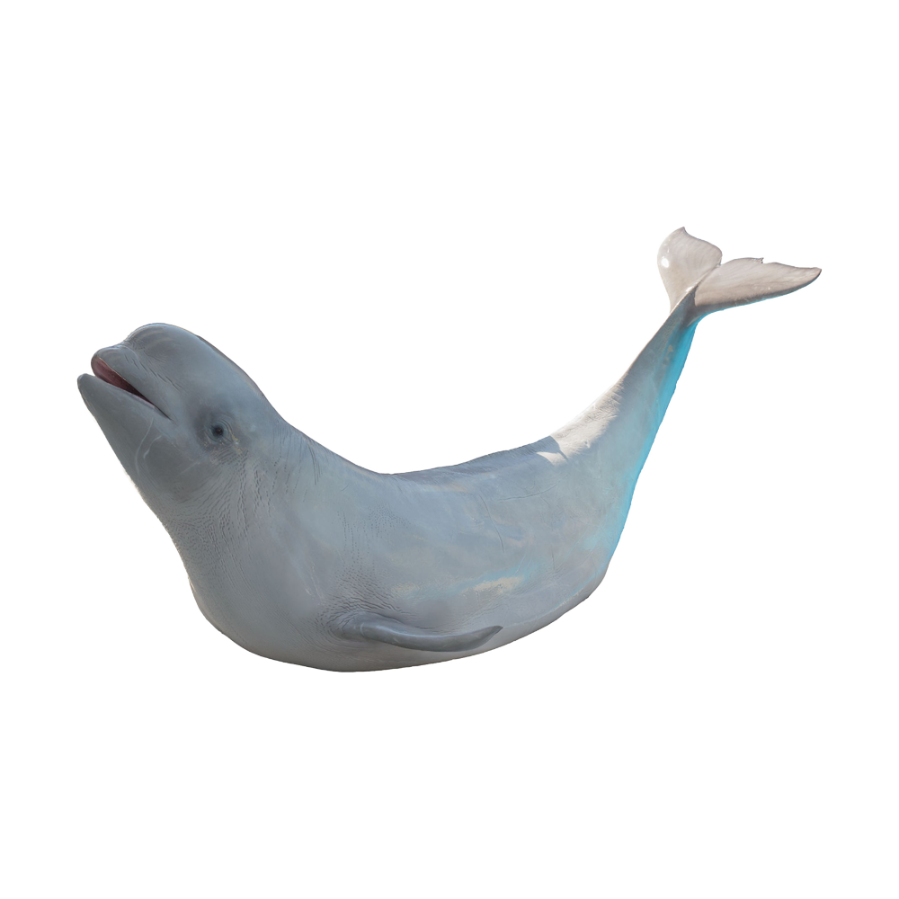 Beluga Whale  Transparent Image