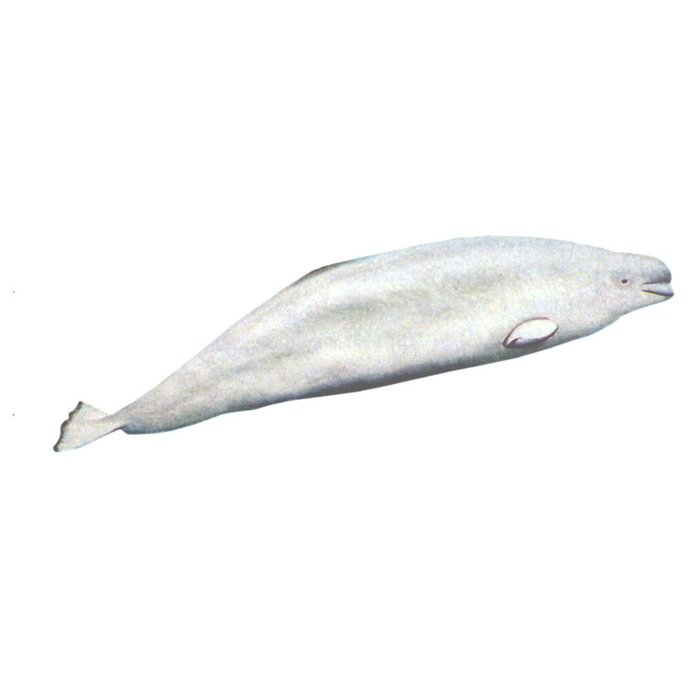 Beluga Whale  Transparent Photo