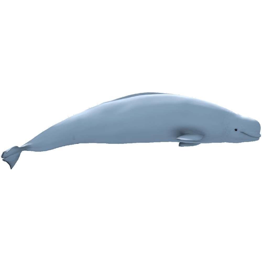 Beluga Whale Transparent Picture