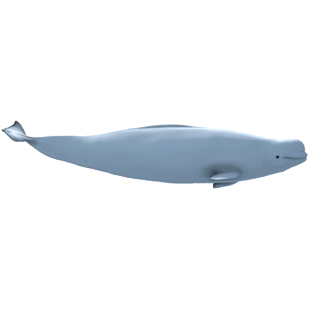 Beluga Whale  Transparent Clipart