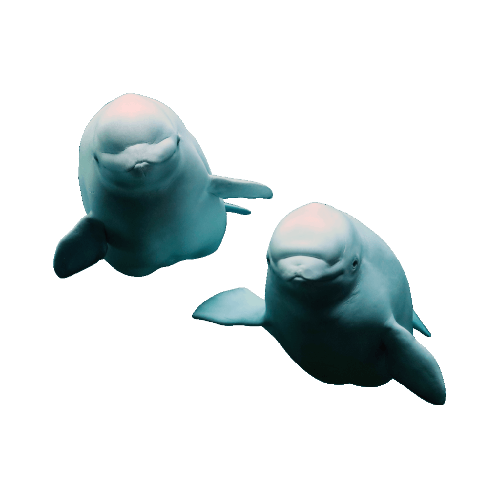 Beluga Whale  Transparent Gallery