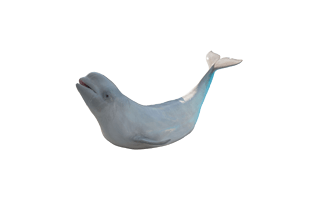 Beluga Whale PNG