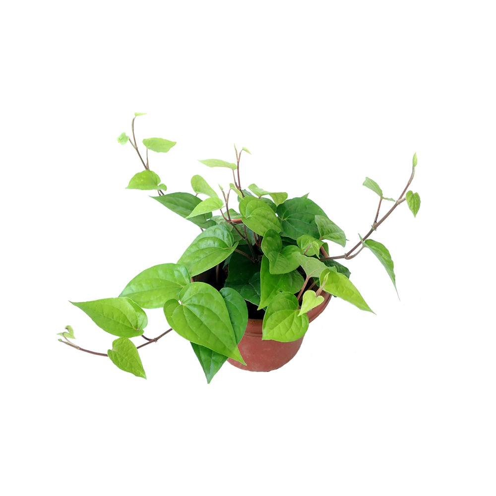 Betel Leaf Plant  Transparent Image