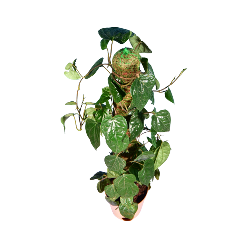 Betel Leaf Plant Transparent Picture